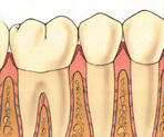 Perfect Smile normal periodontium